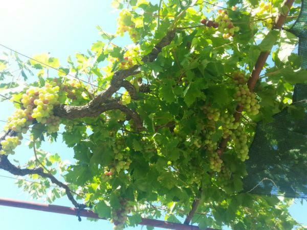 Appartamento Pavlinovic Jure Makarska Esterno foto